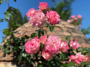 Une bande de roses roses suspendues au toit dans l'établissement Agriturismo Casale Giulia, à Volterra