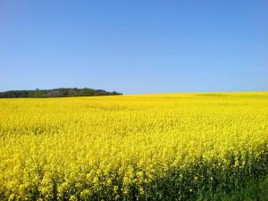 a field of yellow flowers in a field at Ruegen_Fewo 123 in Hof Patzig