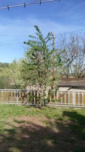 a tree in a yard next to a fence at Ferienwohnung Anna in Maroldsweisach