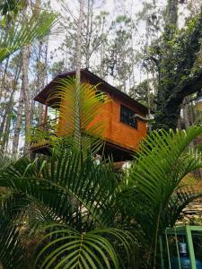 a tree house in the middle of a forest at Casa de Arbol, Rancho Tierra Alta in Jarabacoa