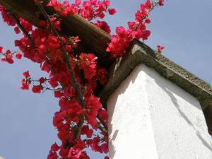 a bunch of red flowers on the side of a building at Hotel Villa Angelica in Ischia
