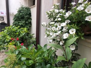 Ein Garten an der Unterkunft B&B Nel Centro Storico