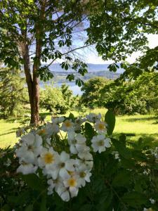 Une bande de fleurs blanches dans un champ dans l'établissement Villa del lago, à Barberino di Mugello