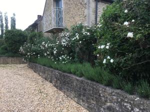 a garden with white flowers in front of a building at Jasmine Cottage in Frome