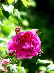 チョロノモスクにあるSvitochのピンクのバラが植物に生えている