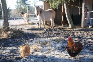 Gallery image of Mirabellenhof - Kleine Ferienwohnung mit Altstadtblick in Biesenthal +6 photos