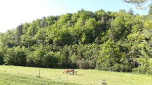 two horses grazing in a field in front of a mountain at Gîtes du Domaine de Serre Long in Saint-Maurice-dʼIbie