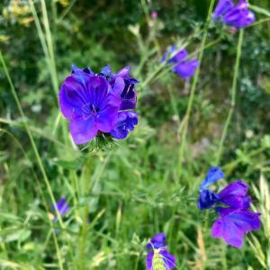 un grupo de flores púrpuras en la hierba en B&B La Tasgia, en Aggius