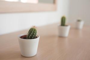 three cactuses in white pots sitting on a wooden floor at Casas Do Mar in Ribamar