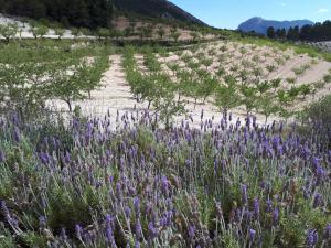 ベレス・ブランコにあるCortijo Blancoの畑の紫花畑