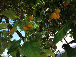 Zahrada ubytování LUMIE DI SICILIA