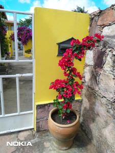 a pot of red flowers in front of a yellow wall at O Pouso Condomínio in Mucugê