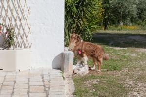 Masseria I Raffi b&b kisállat-vendégei