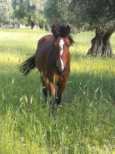 a brown horse running in a field of grass at Casa Masseria Le Ville in Peschici