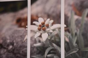 Fotografie z fotogalerie ubytování Apart Raich v destinaci Prutz