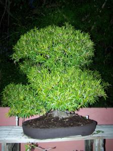 un piccolo albero verde seduto sopra un tavolo di Rock Reef Resort a Key Largo