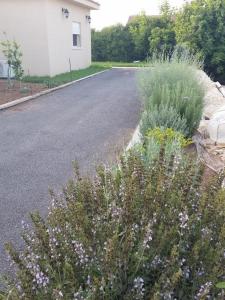 Zahrada ubytování Beit Haner Moshav Dor