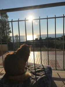um gato sentado numa almofada a ver o pôr-do-sol em Luna Apartaments em Badolato