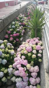 a row of pink and green flowers in a garden at Apartamentos Colmado in Sanxenxo