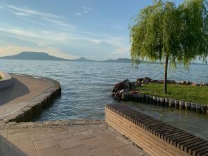 a group of animals laying in the water at Beach Resort Fonyód in Fonyód