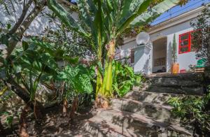 a palm tree in front of a house at Botanico Hostel in Bogotá