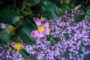 un ramo de flores rosas en un arbusto con flores púrpuras en Vivere Retreat, en Neerim South