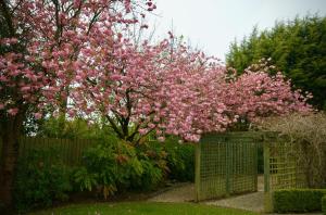 a flowering tree with pink flowers behind a fence at Balmoral Hotel, Belfast in Belfast
