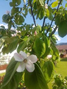 a white flower on a tree with green leaves at Apartment Holiday Lungötz in Annaberg im Lammertal
