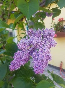 安納貝格因賴梅托的住宿－Apartment Holiday Lungötz，树上一束紫色的花