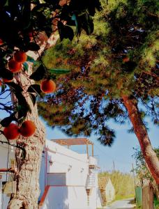 ein Baum mit rotem Obst an einem Gebäude in der Unterkunft Agriturismo Aiolia - Panorama Eolie in Mongiove