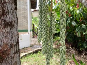 a bunch of green bananas hanging from a tree at Ilha de Mato in Vale do Capao