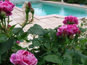 a group of pink flowers next to a swimming pool at Le Mas des Baux in Bédoin