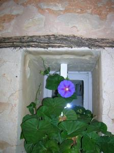 un fiore blu su una pianta in un muro di Le Mas des Baux a Bédoin