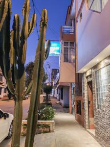 un cactus en una acera junto a un edificio en Hospedaje Familiar B&B Virma, en Huancayo