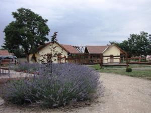 una casa con un campo de flores púrpuras delante de ella en Fogadó a Suttogóhoz en Nagykörů