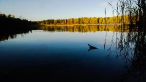 un tiburón nadando en un lago con árboles en el fondo en martas Gästehäuser Groß Väter See, en Templin