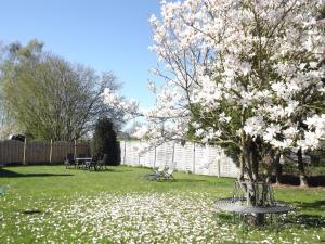 un árbol con flores blancas en un patio en Ferienwohnung Ostseenähe en Schönberg