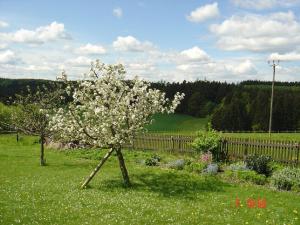 un arbre avec des fleurs blanches dans un champ dans l'établissement Pension Steiger, à Bad Griesbach im Rottal