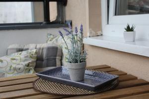 un jarrón con flores púrpuras sentado en una mesa en Very central cozy apartment en Novi Sad