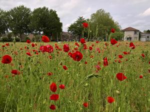 a field of red poppies in a field at B&B Zevenkamp in Rotterdam +4 photos