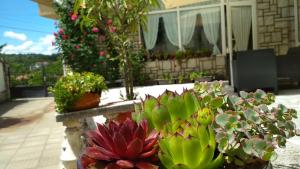 a group of potted plants on a patio at Mania Guest House in Kalofer