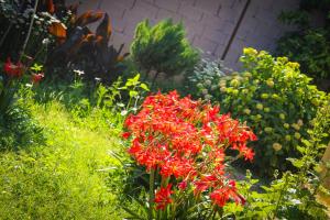 een groep rode bloemen in een tuin bij Holiday home Teremki in Gagra
