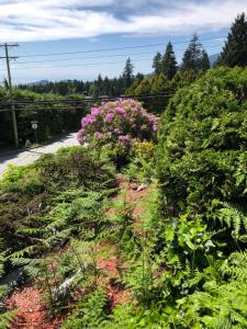 un jardin avec des fleurs roses à côté d'une route dans l'établissement City Gardens Suites B&B, à North Vancouver