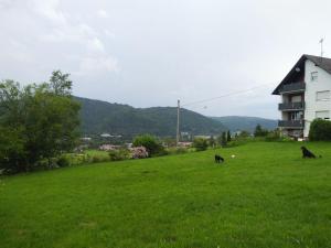 zwei Kühe, die auf einem grünen Gras liegen in der Unterkunft Ferienwohnung Am Eichbühl in Waldkirch