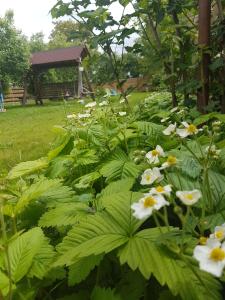 Afbeelding uit fotogalerij van Pensiunea Silba in Vad