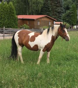 un cavallo bianco e marrone in piedi in un campo di CS-Ranchhaus a Hörselberg-Hainich