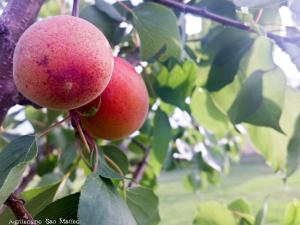 Gallery image of Agriturismo San Matteo in Tarquinia