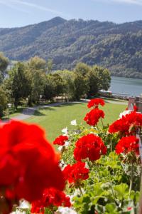 a group of red flowers with a view of the water at Haus Panorama in Schliersee