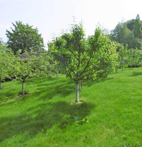 una fila de árboles en un campo de hierba en Ruegen_Fewo 144, en Bergen auf Rügen