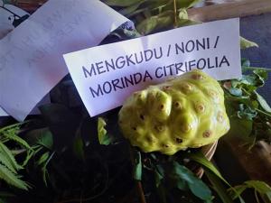 a green fruit with a sign that reads mendarviluana i at Puri Lumbung Cottages Restaurant & Spa Munduk in Munduk +130 photos